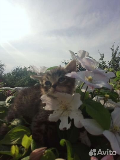 Котята в добрые руки бесплатно пос.Лесной