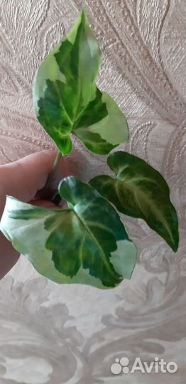 Сингониумкомнатные цветы