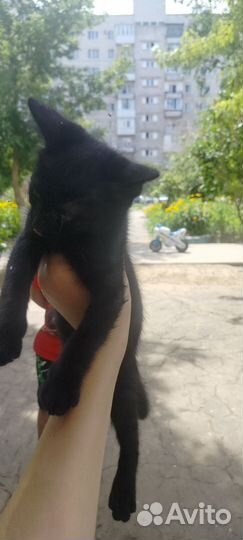 Котики в добрые руки