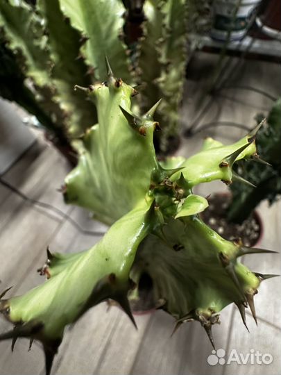 Эуфорбия вариегатная