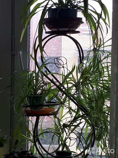 Хлорофитум