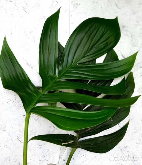 Цветы комнатные