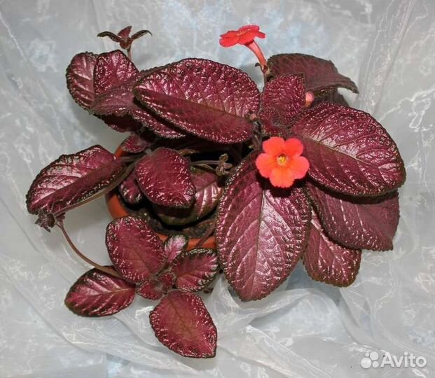 Отростки домашних цветов