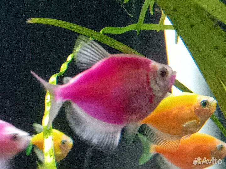 Рыбки. Растения. Креветки