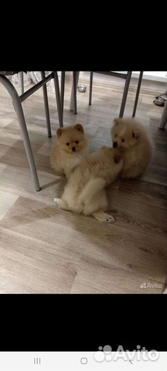Шпиц вязка