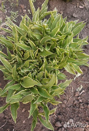 Хоста разные виды