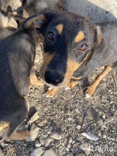 Щенок девочка метис таксы