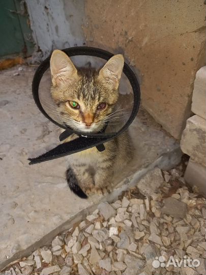 Котенок бенгальский