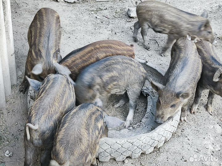 Продам поросят мангалов,возраст 2 месяца