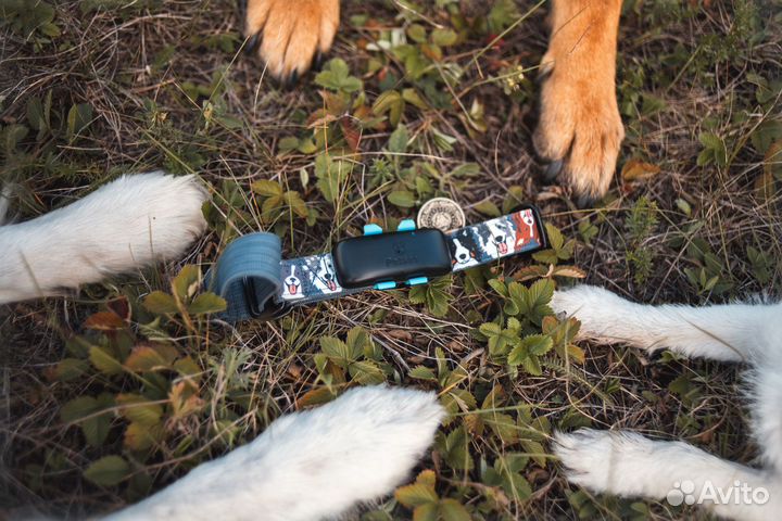 Ошейник для охоты