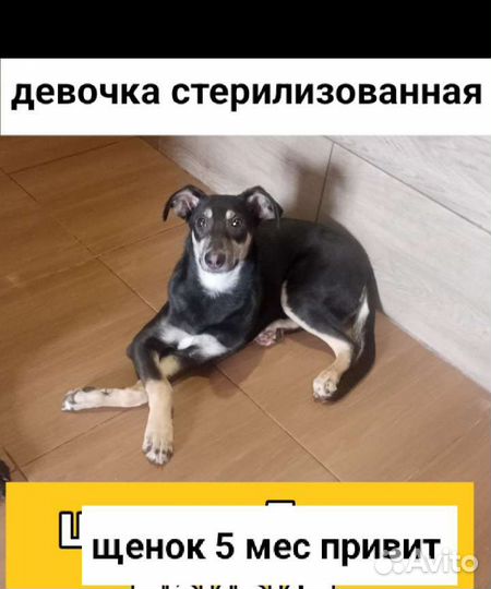 Щегки собачки