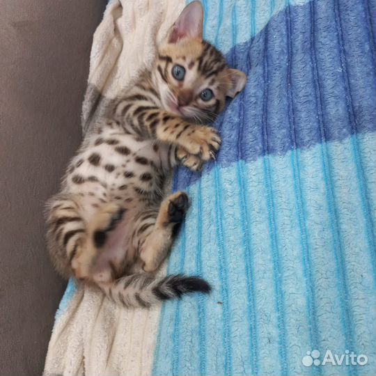 Бенгальские котята