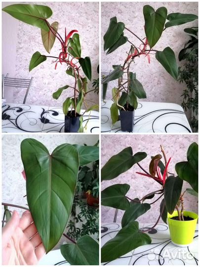 Филодендрон краснеющий