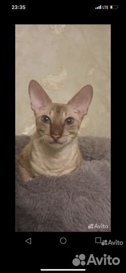 Котята корниш-рекс
