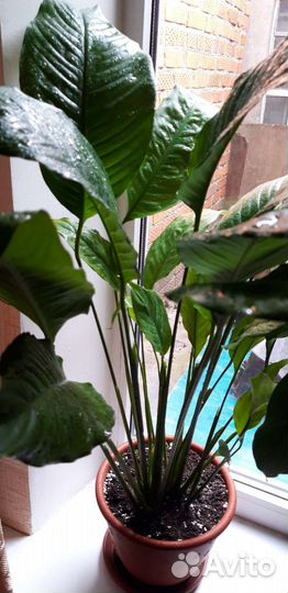 Спатифиллум