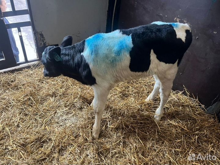 Крепкие бычки телята доставка