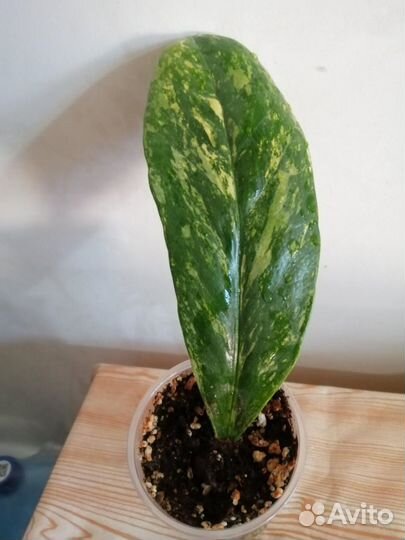 Замиокулькас вариегатный