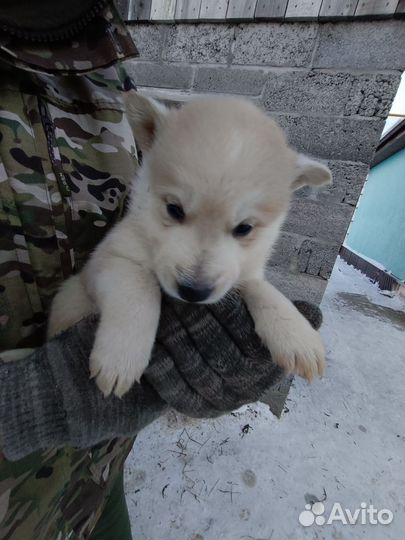 Продам щенков лайки