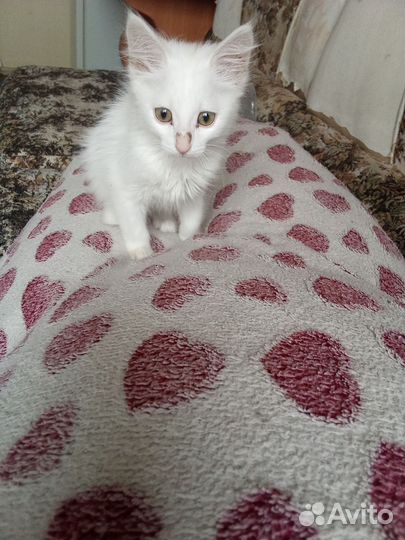 Котята в добрые руки даром бесплатно