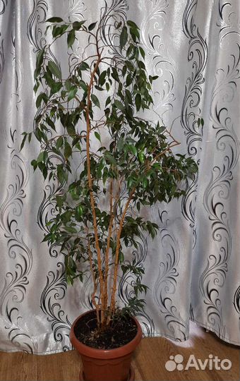 Фикус бенджамина