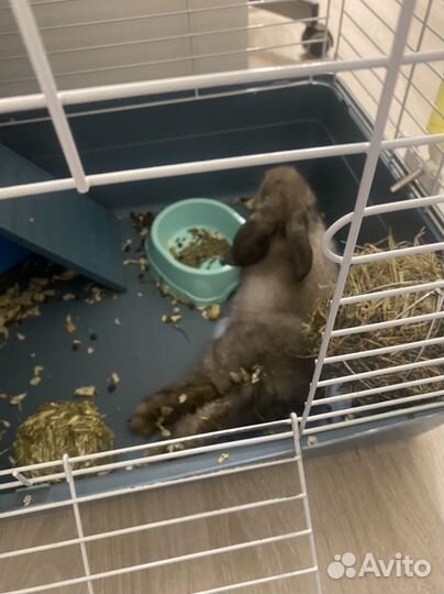 Декоративные кролики