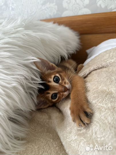 Абиссинские котята