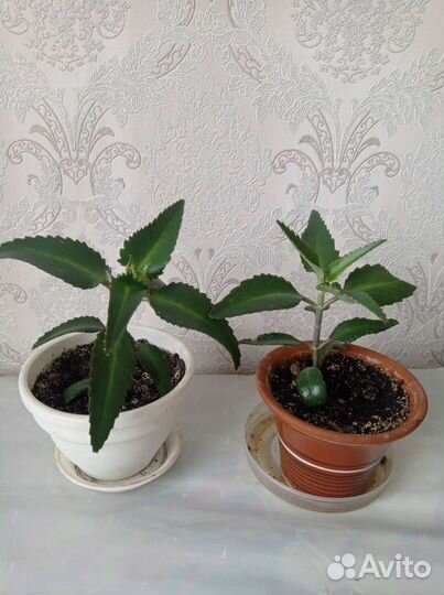 Каланхоэ лечебное