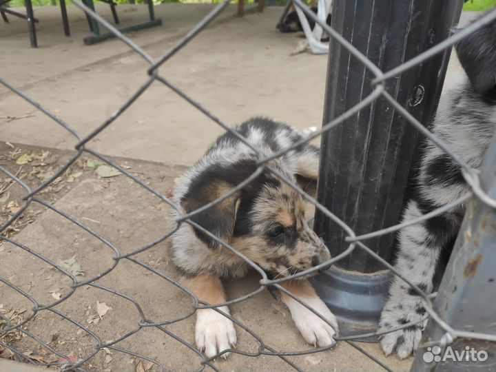 Щенята в добрые руки помесь