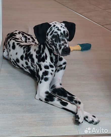 Далматин мальчик