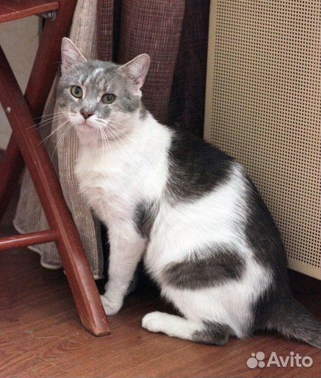 Ласковый говорящий кот в добрые руки