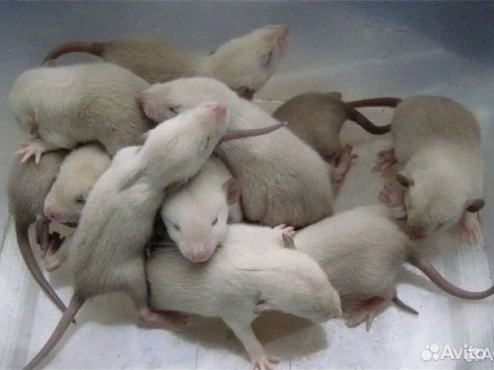 Крыски Дамбо.Красавчики )