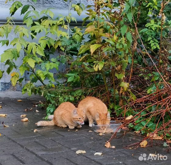 Котята ищут дом