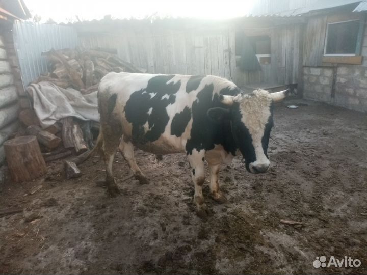 Быки и телки