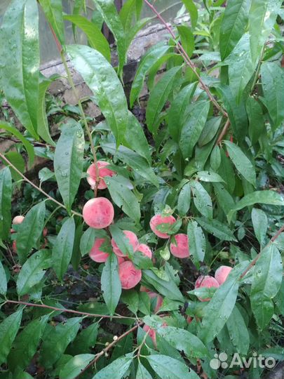 Морозостойкие саженцы персика для Урала и Сибири