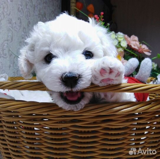 Щенки Бишон Фризе