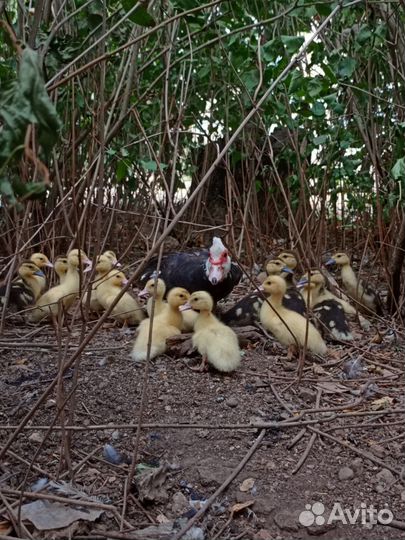 Индаутка с индаутятами