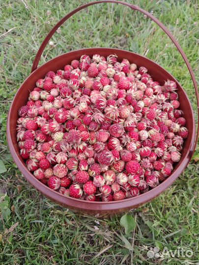 Клубника свежая