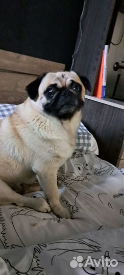 Ищу девушку для встречи