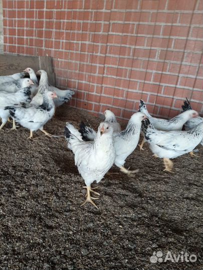 Куры несушки молодые, Не старьё под видом 8-9 мес