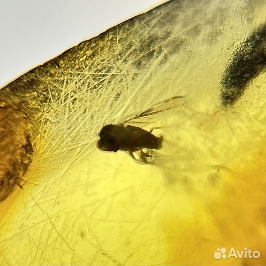 Янтарь с инклюзами окаменелость окаменелый paleo