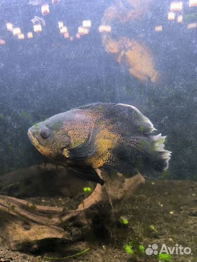 Астронотусы и сом