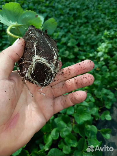 Кассетная рассада клубники сорта Альба