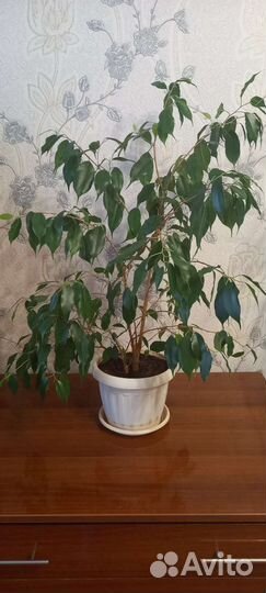 Фикус бенджамина большой