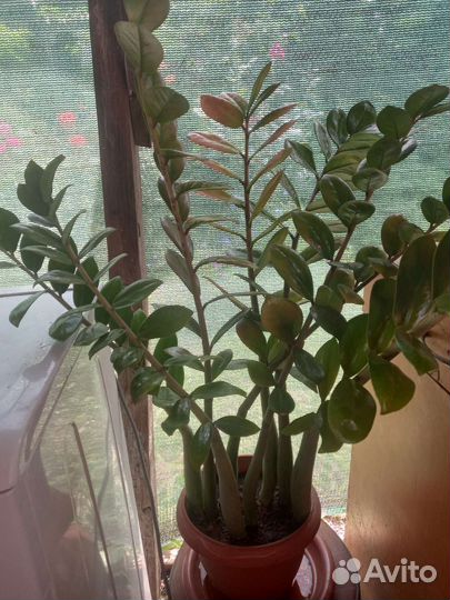 Замиокулькас