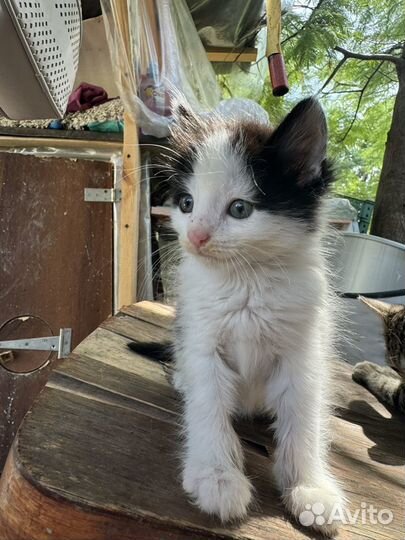 Котята в добрые руки бесплатно