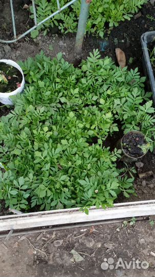 Рассада бархатцы