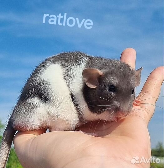 Крысята дамбо мальчик полосатик