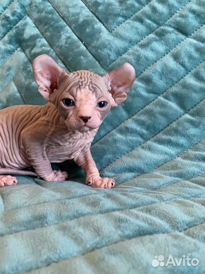 Очаровательный которебенок эльф