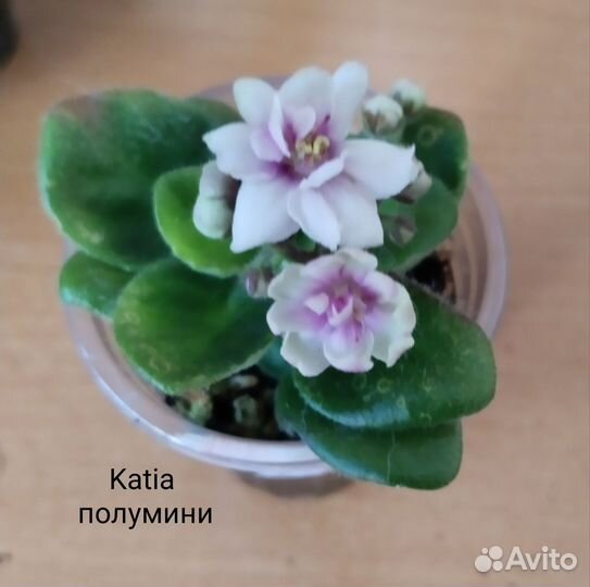 Сортовые фиалки мини