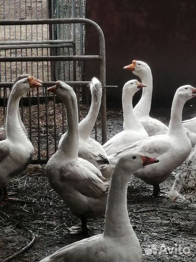 Продажа гусака